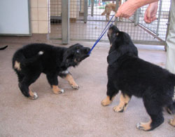 chiots de Sonate  8 semaines